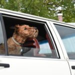 VESTA Hundhalsband Storlek M Röd