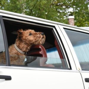 VESTA Hundhalsband Storlek M Röd
