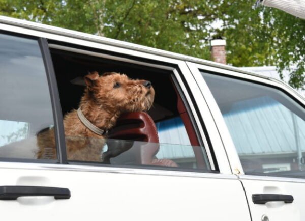 VESTA Hundhalsband Storlek M Röd