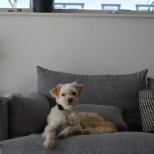 VESTA Hundhalsband Storlek S Röd