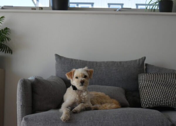 VESTA Hundhalsband Storlek S Röd